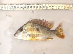 Geophagus