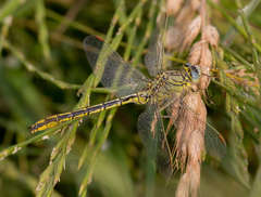 Gomphus pulchellus