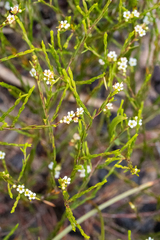 Coleonema juniperinum