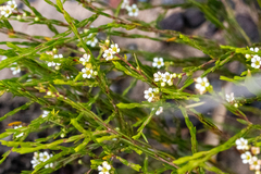 Coleonema juniperinum