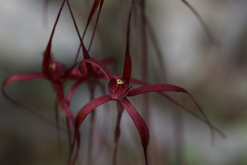 Blood spider orchid (Caladenia filifera)