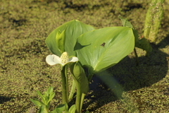 Calla palustris