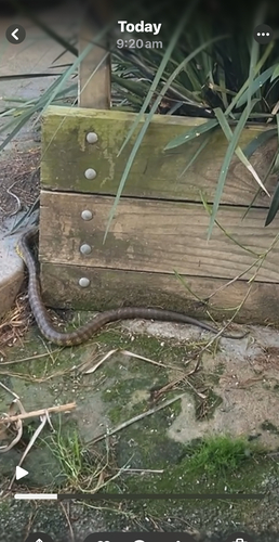 Tiger Snake sighting