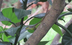 Anolis richardii