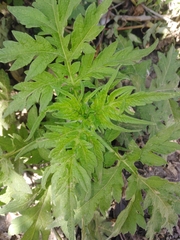 Ambrosia arborescens