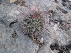 Melocactus intortus domingensis