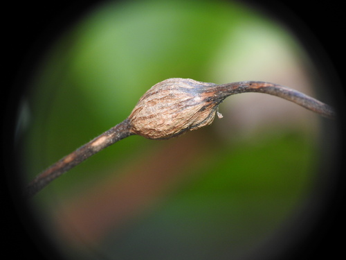 Unknown species found near Ohio, US