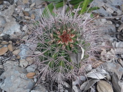 Melocactus intortus domingensis
