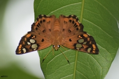 Coladenia indrani