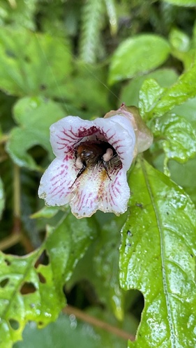 Hemiboea bicornuta iNat (3)