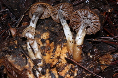 Asterophora parasitica