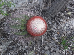 Melocactus intortus domingensis