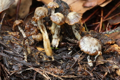 Asterophora parasitica