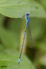 Pseudagrion australasiae