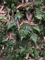 Athyriaceae