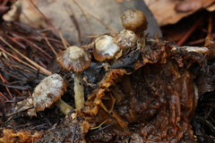 Asterophora parasitica