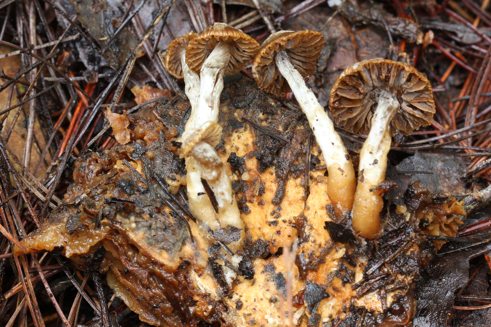 Asterophora parasitica image
