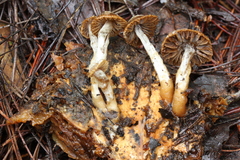Asterophora parasitica