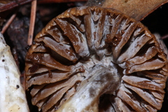 Asterophora parasitica