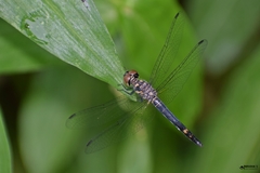Brachydiplax