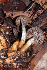 Asterophora parasitica