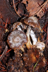 Asterophora parasitica