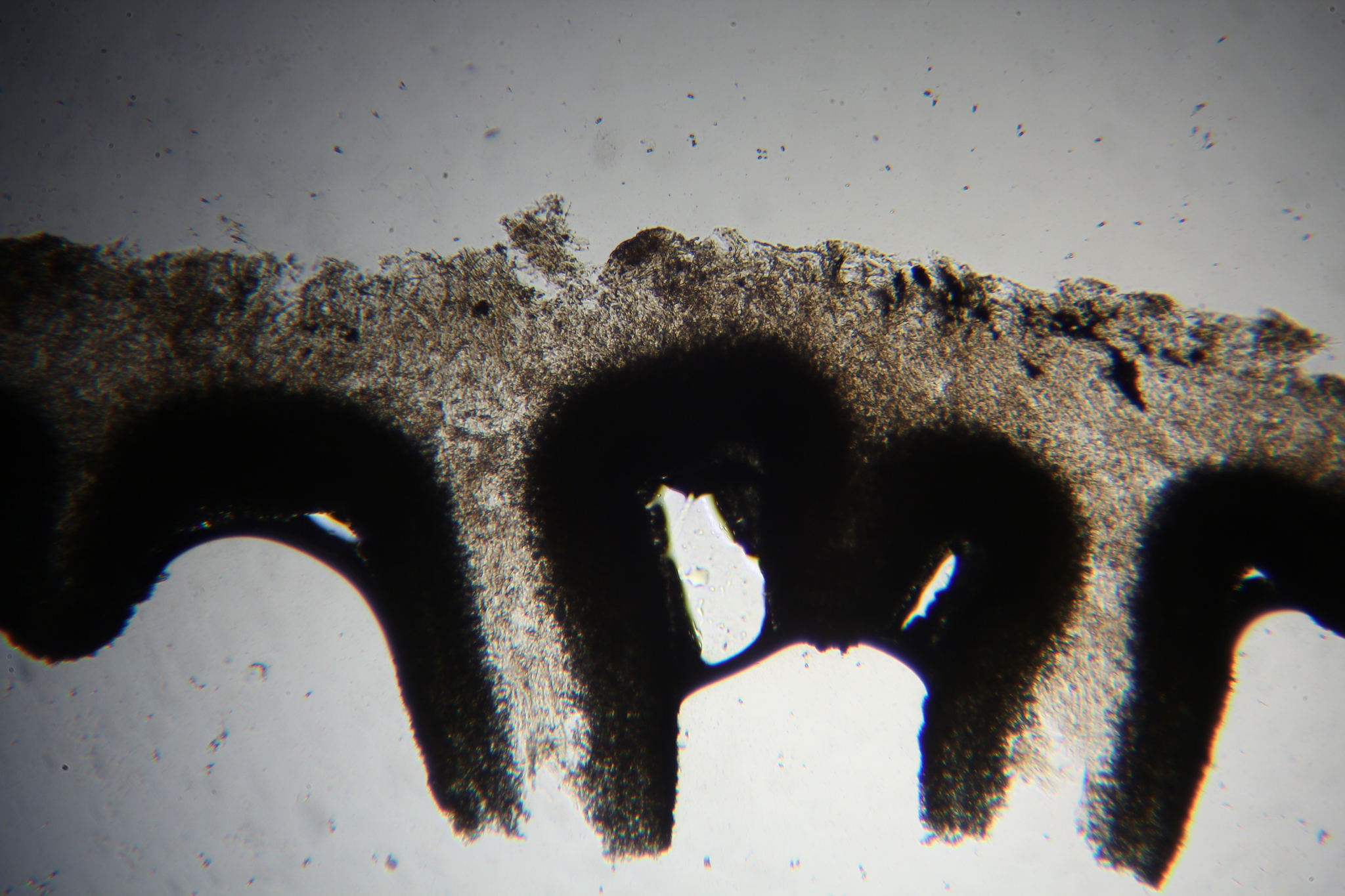 Asterophora parasitica image
