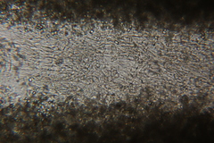 Asterophora parasitica