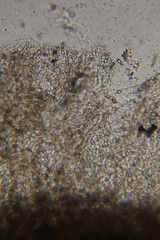 Asterophora parasitica