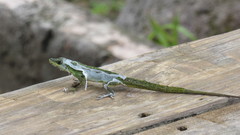 Anolis richardii