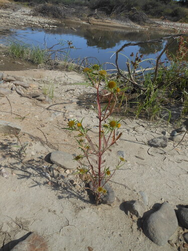 Bidens maximowicziana iNat (3)