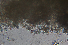 Asterophora parasitica