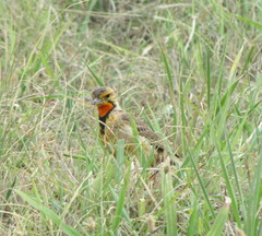 Macronyx capensis colletti