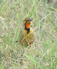Macronyx capensis colletti