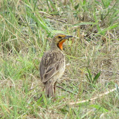 Macronyx capensis colletti