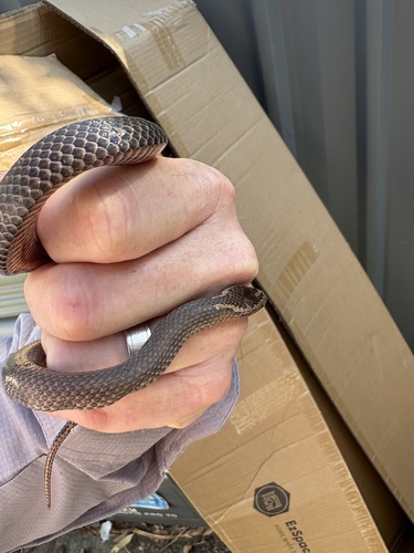 Golden-crowned Snake sighting