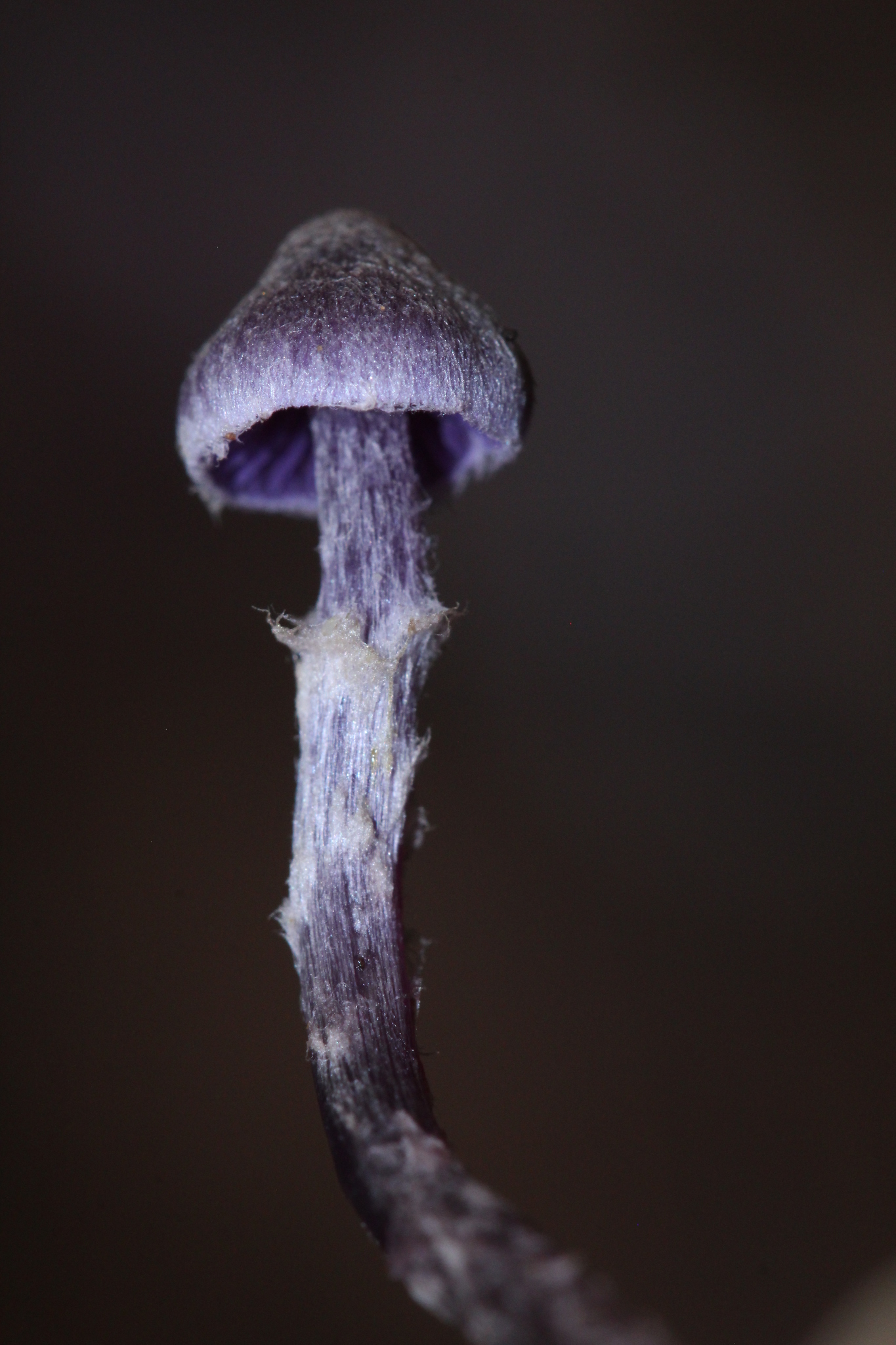 Cortinarius bibulus image