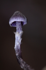 Cortinarius bibulus