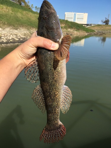 Bigmouth sleeper (Gobiomorus dormitor) — Eleotridae