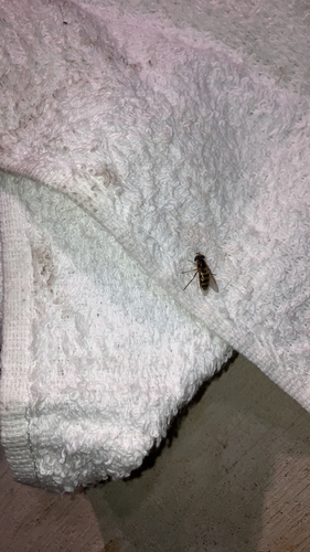 Unknown species found near Curtis Crossroads, Hendersonville, TN, US