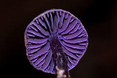 Cortinarius bibulus