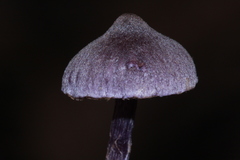 Cortinarius bibulus