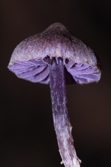 Cortinarius bibulus