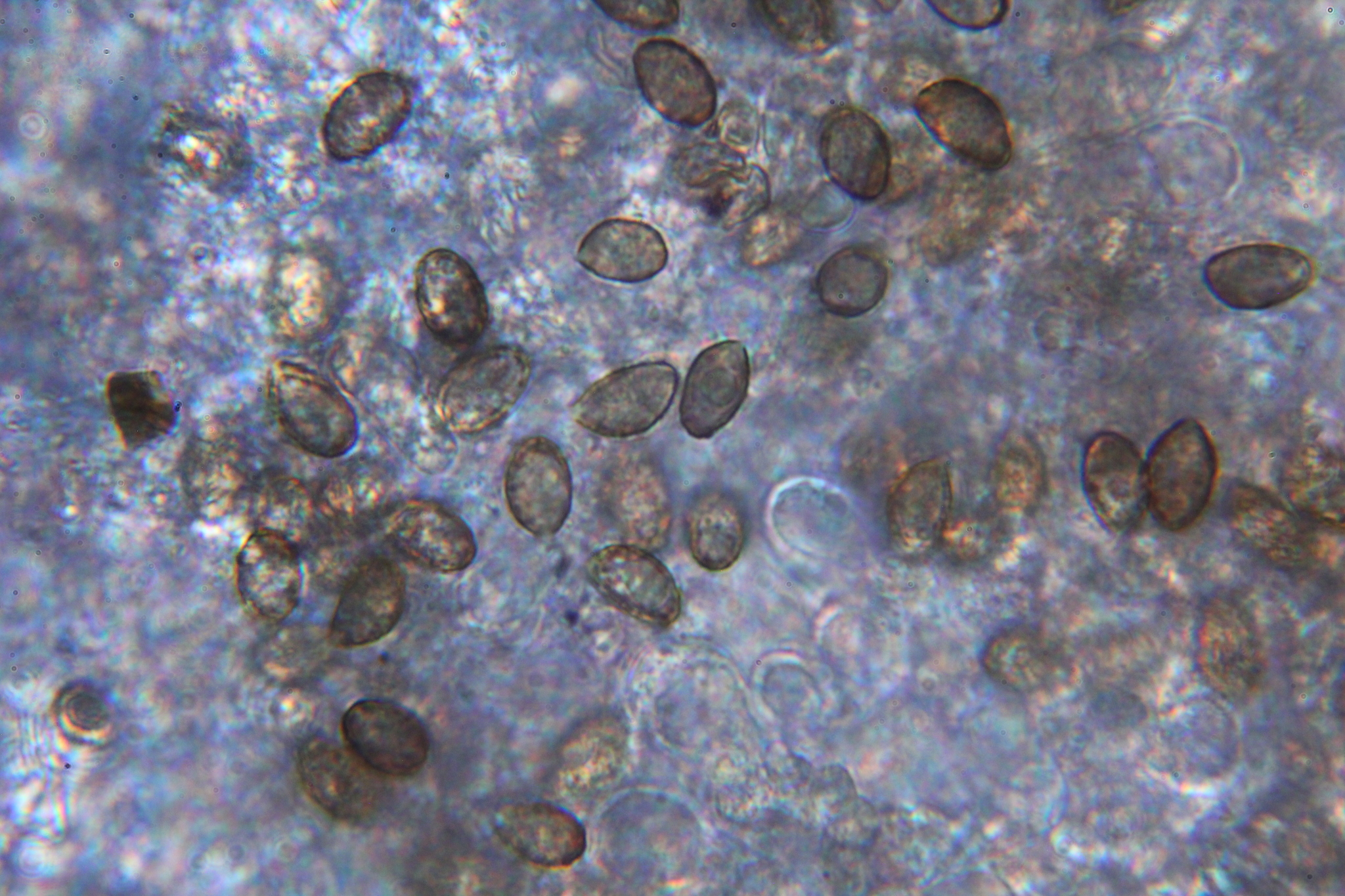 Cortinarius bibulus image