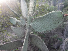 Consolea moniliformis