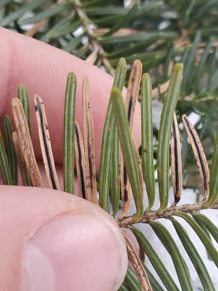 Lirula
