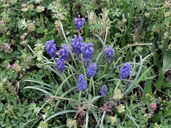 Muscari botryoides