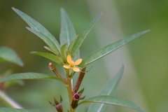 Ludwigia perennis