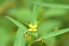 Ludwigia perennis