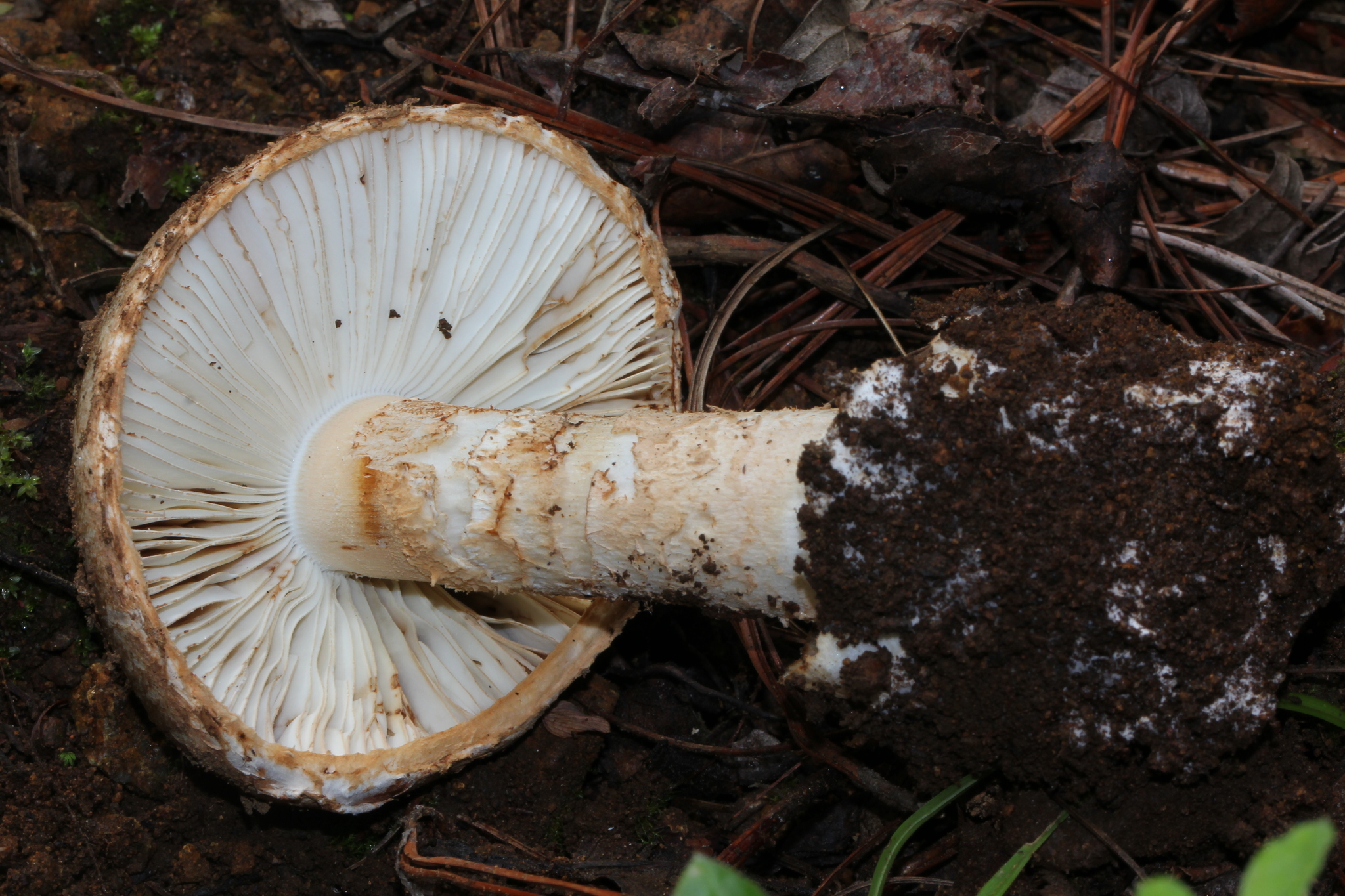 Amanita fallax image